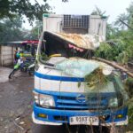 Pohon Pete Cina Tumbang Timpa Truk di Bogor