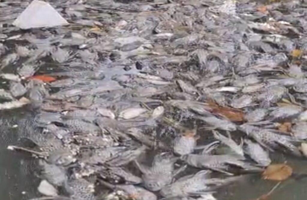 Ribuan Ikan Mati Mendadak di Situ Citongtut, Warga Duga Limbah dari Perusahaan