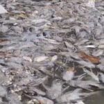 Ribuan Ikan Mati Mendadak di Situ Citongtut, Warga Duga Limbah dari Perusahaan