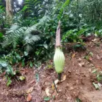 Bunga Bangkai di Kebun Raya Bogor Siap Mekar, Diprediksi Malam Ini