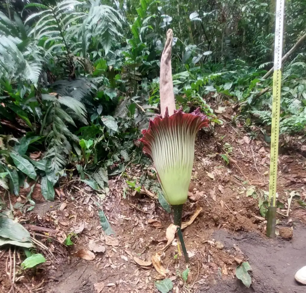 Setelah 12 Tahun Menunggu, Bunga Bangkai Raksasa Kembali Mekar di Kebun Raya Bogor