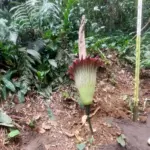 Setelah 12 Tahun Menunggu, Bunga Bangkai Raksasa Kembali Mekar di Kebun Raya Bogor