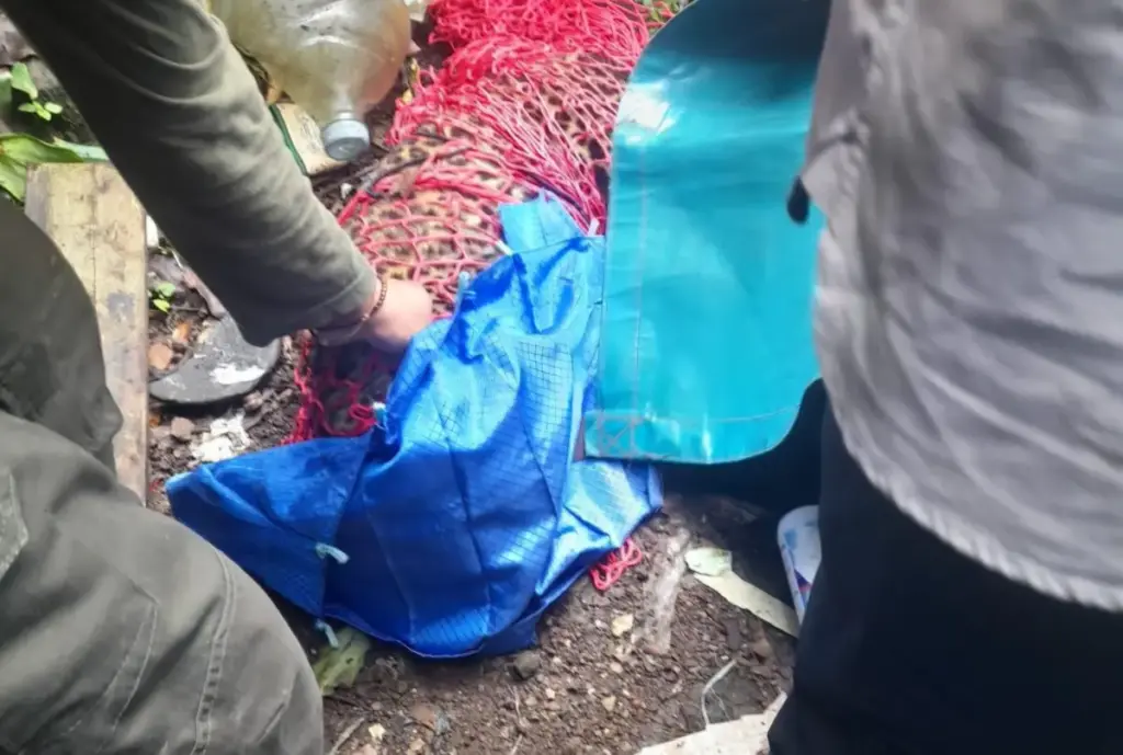 Macan Tutul Liar Muncul di Gunung Mas, BKSDA dan TSI Bogor Langsung Evakuasi