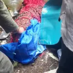 Macan Tutul Liar Muncul di Gunung Mas, BKSDA dan TSI Bogor Langsung Evakuasi