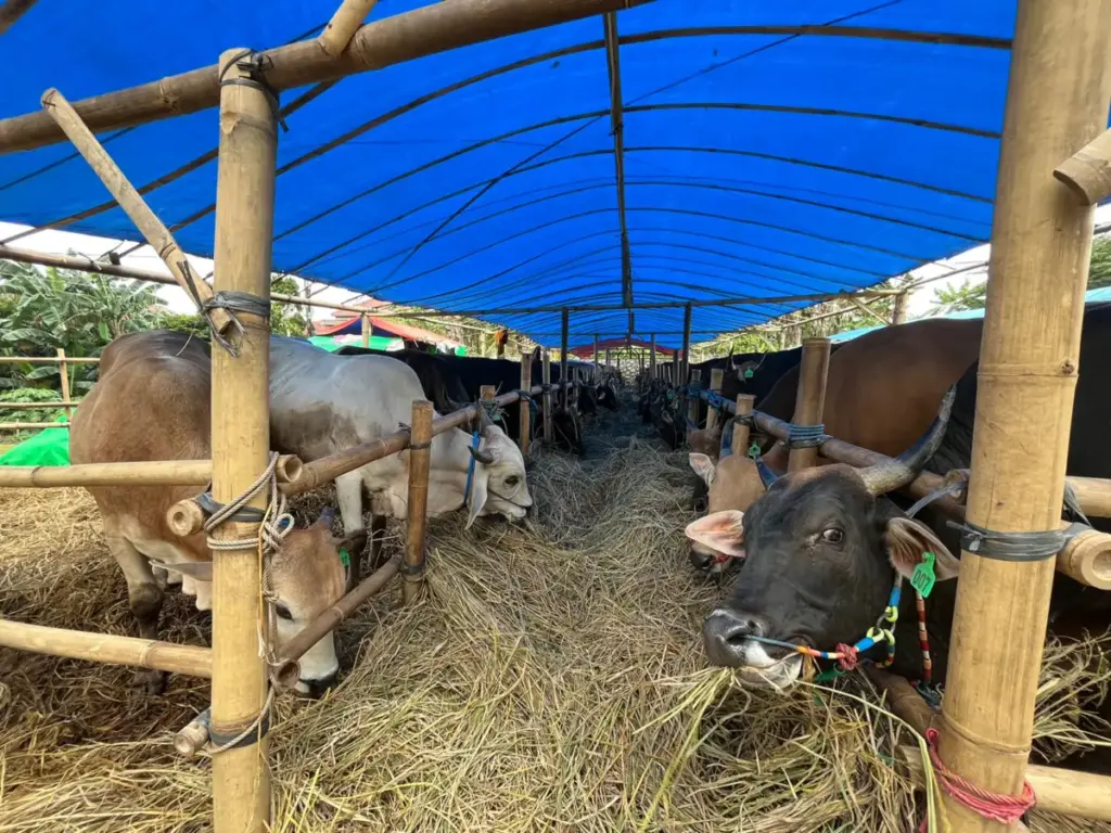 Satpol PP Kabupaten Bogor Bakal Angkut Hewan Kurban Ke Truk, Jika Warga Jualan di Trotoar