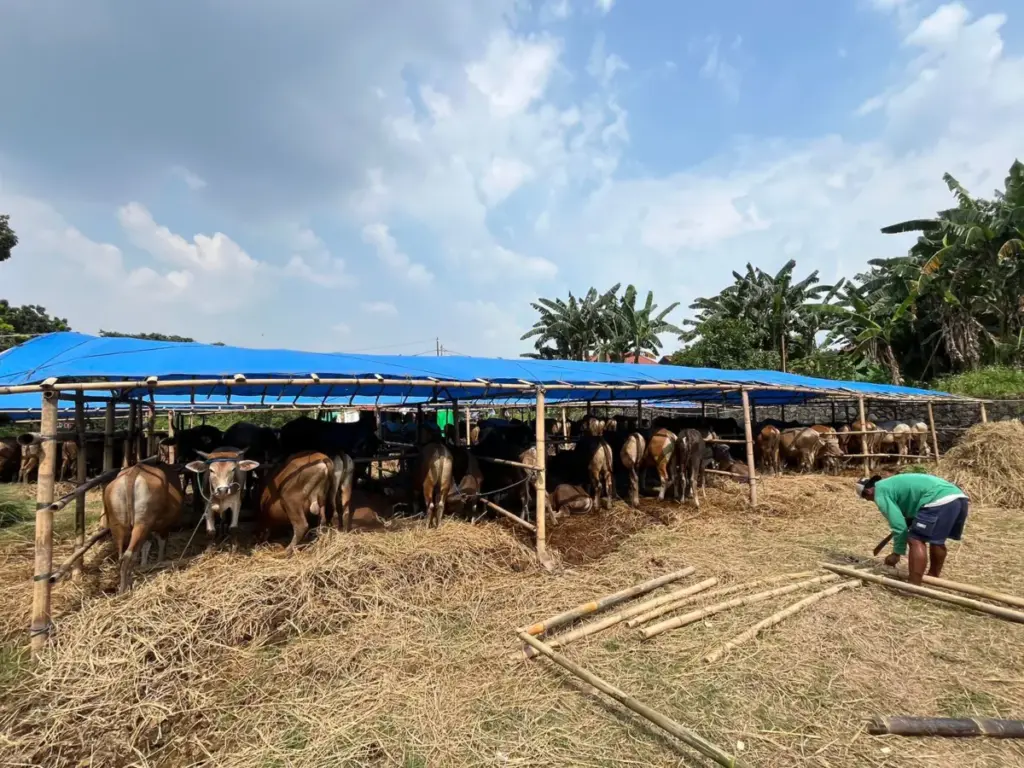 Diskanak Sebut 60 Persen Kebutuhan Sapi Kurban Kabupaten Bogor Masih Dipasok dari Luar Daerah