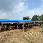 Diskanak Sebut 60 Persen Kebutuhan Sapi Kurban Kabupaten Bogor Masih Dipasok dari Luar Daerah