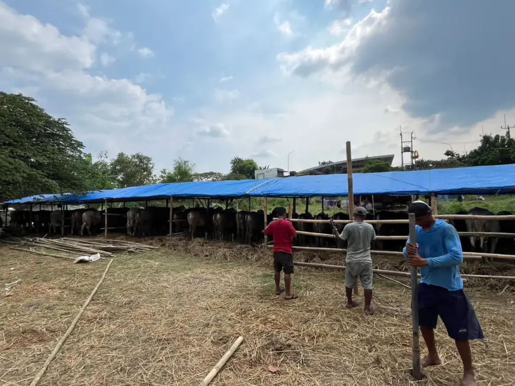 Ribuan Hewan Kurban di Kabupaten Bogor Dipastikan Sehat