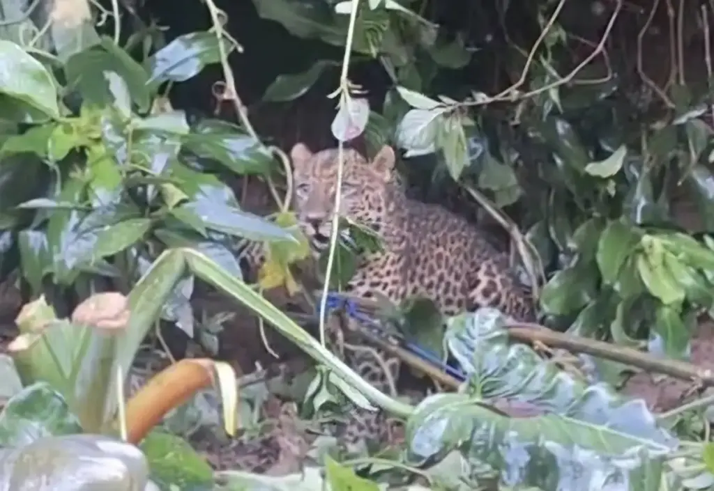 Bikin Heboh ! Macan Tutul Masuk Pemukiman Warga Puncak