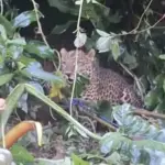 Bikin Heboh ! Macan Tutul Masuk Pemukiman Warga Puncak