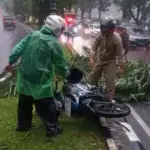 Pemotor Tewas Tertimpa Pohon Palem di Jalan Tegar Beriman
