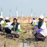 Lindungi Pantai Utara dari Abrasi, BRI Tanam 30 Ribu Bibit Mangrove dan Manfaatkan Sampah Jadi Pemecah Ombak